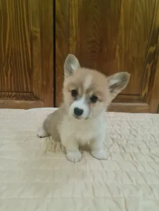 Welsh Corgi Pembroke - Diamond