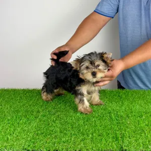Yorkshire Terrier - Wollja