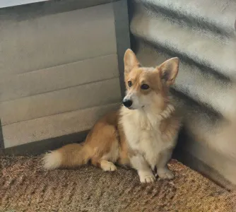Welsh Corgi Pembroke - Botond