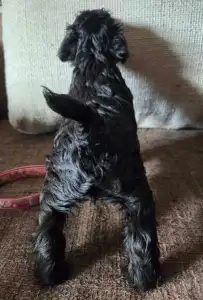 Miniature Schnauzer - Black Hiara