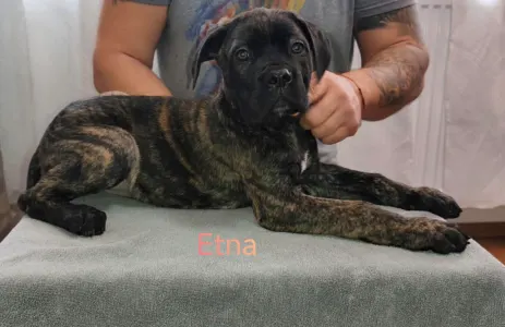 Cane Corso Italiano - Forza Di Diavolo Etna
