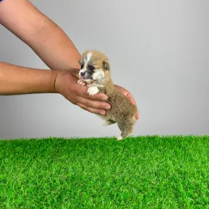 Corgi galez Pembroke - Paya