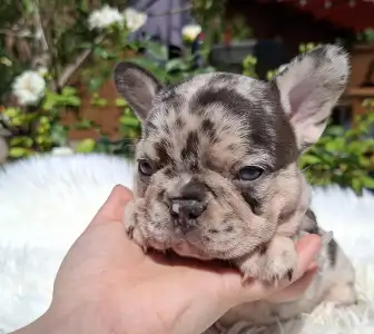 Buldog francuski - Helen 