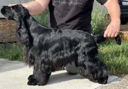 Englischer Cocker Spaniel - Amor