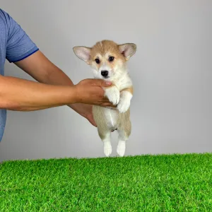 Welsh Corgi Pembroke - Rina
