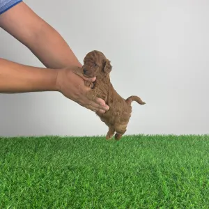 Barbone nano - Kiko