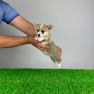 Вельш-корги пемброк - Paws