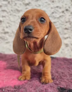 Dachshund - Egon