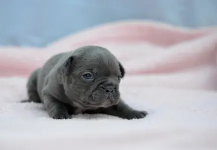 Bulldog francez - Madeleine 