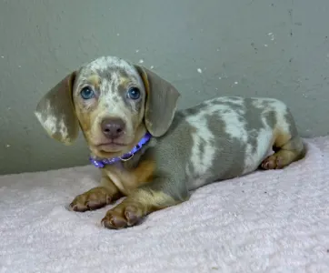 Dachshund - Harry