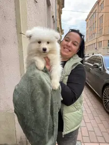 Samojede - Amanda Of White Siberiansuny