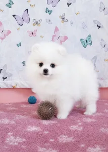 German Pomeranian Spitz - Dior