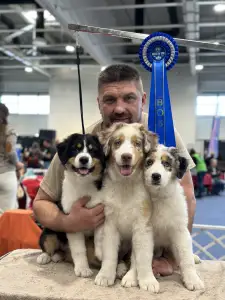 Australian Shepherd - Budnat Aussies