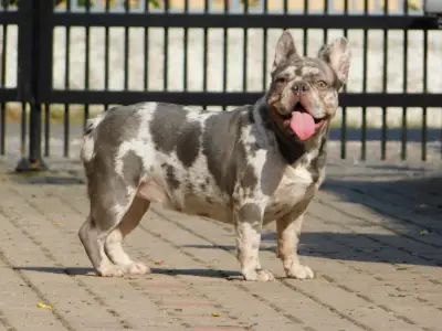 Bulldog francese - Alíz