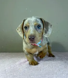Dachshund - Lucas