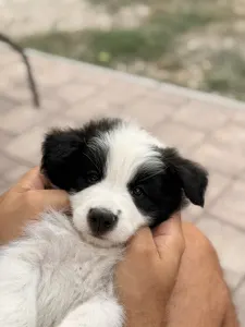 Border Collie - Fields Of Treasure Hold The Line