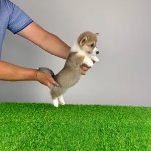 Welsh Corgi Pembroke - Rydia