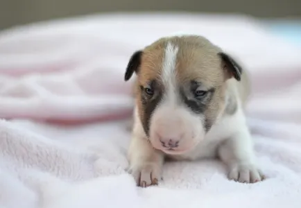 Bulterrier miniaturowy - Juno