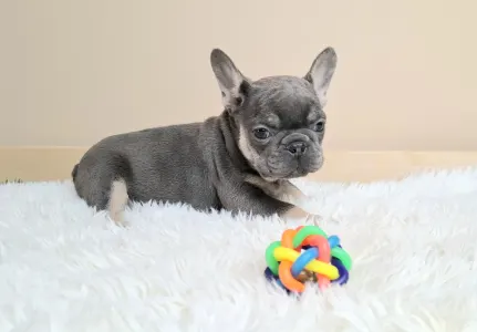 Bulldog francese - Alíz