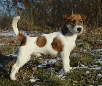 Jack russell terrier - Nico