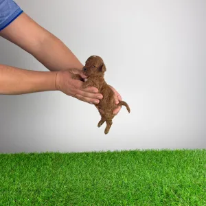 Trpasličí pudl - Lico