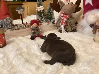 Romagna Water Dog - Bubu