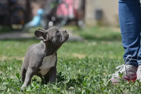 Francia bulldog - Montclair