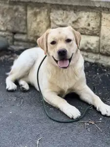 Labrador Retriever - Ebi