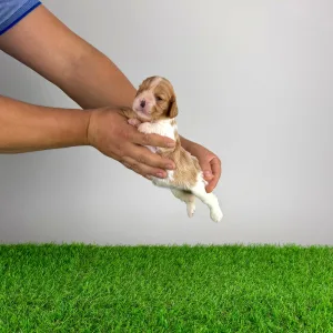 Cavalier King Charles Spaniel - Dina