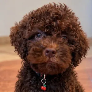 Lagotto Romagnolo - Cedrata