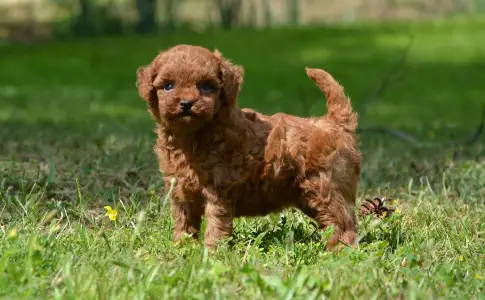 Caniche Toy - Lejla