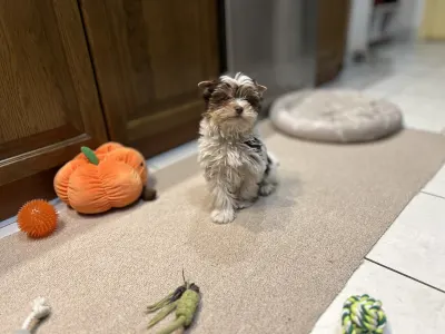 Biewer terrier - Quentin (biro)