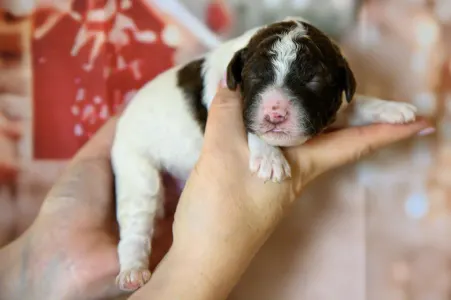 Romagna Water Dog - Grain Of Sand Rosa Parks Seat