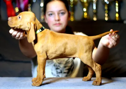 Wyżeł węgierski krótkowłosy - Pörgelóci Maserati