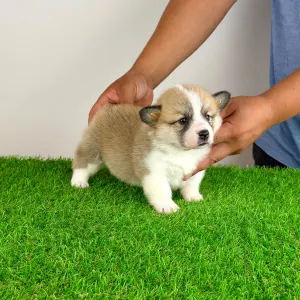 Welsh Corgi Pembroke - Dini
