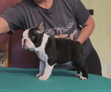 Boston Terrier - Indi
