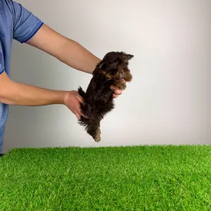 Yorkshire Terrier - Lily