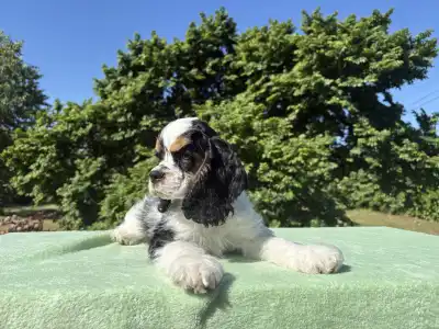 American Cocker Spaniel - Easter Lily