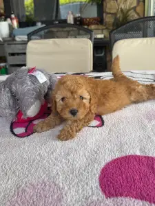 Poodle Miniature - Milla