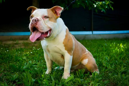 l'American Bully - Exotic - Abhnt-Brutus