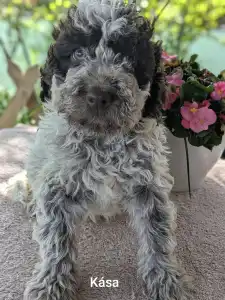 Lagotto Romagnolo - Kása