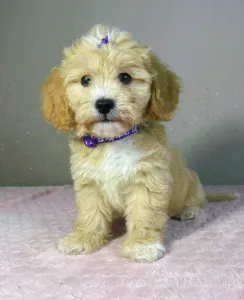 Maltipoo - Gabor
