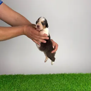 Australian Shepherd - Dirk