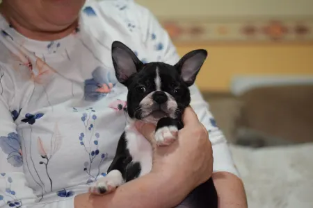 Boston Terrier - Csillag ( Vixen )