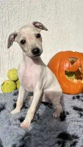 Italienisches Windspiel - Elfi