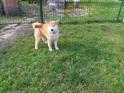 Shiba - Beauty Of The East Aiko