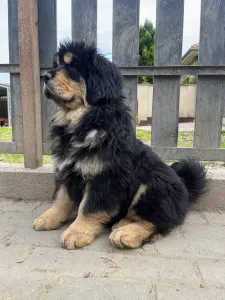 Tibetan Mastiff - Menyhért 