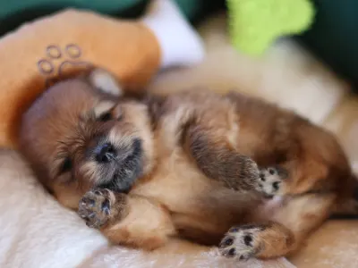 Померанский шпиц - Dominic💜