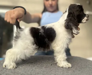 Amerikai cocker spániel - Candy Of Your Brilliand Diamond