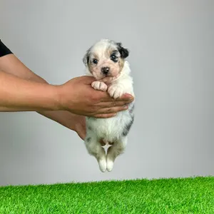 Australian Shepherd - Kenny